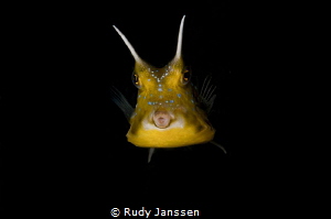 longhorn cowfish by Rudy Janssen 